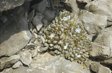 Ariocarpus fissuratus
