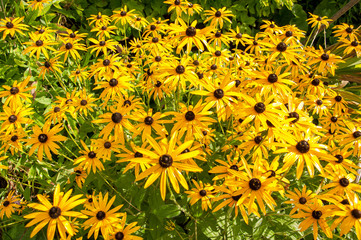 Yellow daisies in a summertime garden