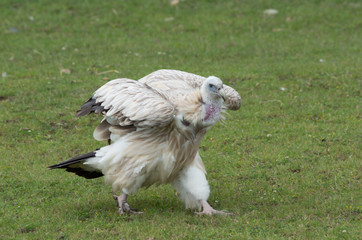 Himalayan vulture