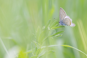 papillon avec les ailes ouverte sur un brin d'herbe
