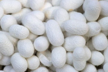 Group of silkworm in white cocoon stage background
