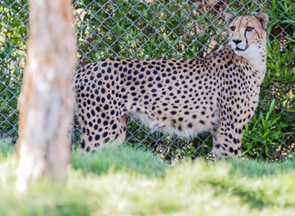 Wild Animal Cheetah or Tiger in Jungle
