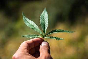Hand held marijuana leaf outdoors in the Indian Himalayas 