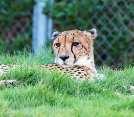 Fototapeta na wymiar Wild Animal Cheetah or Tiger in Jungle