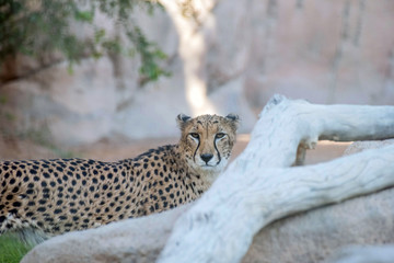 Wild Animal Cheetah or Tiger in Jungle