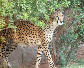 Wild Animal Cheetah or Tiger in Jungle