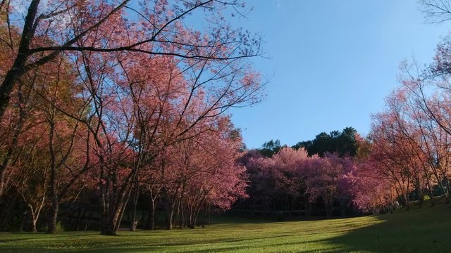 Cherry blossom garden at khun wang national park Chiang Mai in northern Thailand