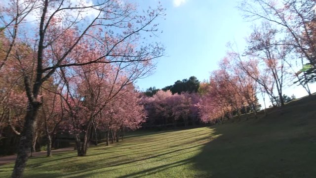 Cherry blossom garden at khun wang national park Chiang Mai in northern Thailand