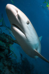 Big shark in deep blue water.