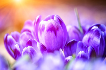 Beautiful purple crocus or saffron flowers in sunlight, macro image. Natural spring floral background suitable for wallpaper or greeting card