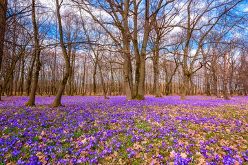 Beautiful oak forest with a carpet of wild purple crocus or saffron flowers and blue sky with clouds, amazing landscape, early spring in Europe