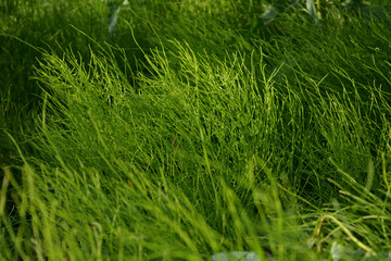 Lush green horsetails in summer. Equisetum.