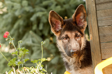 Portrait of a curious german sheperd puppy in a backyard