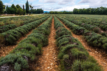 Fototapeta na wymiar lavender rows