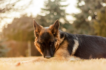 A junior german shepherd dog resting in a backyard