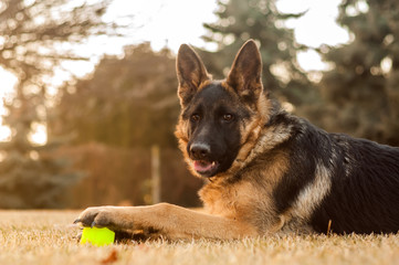 A junior german shepherd dog resting and playing with a ball in a backyard
