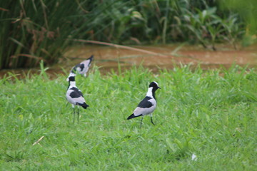 black and white birds walking on green grass