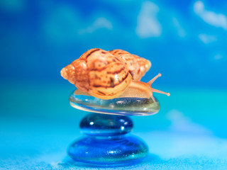 Close-up of sea shell on the beach. Stack of pebble stones and Plumeria at the beach on a wooden...