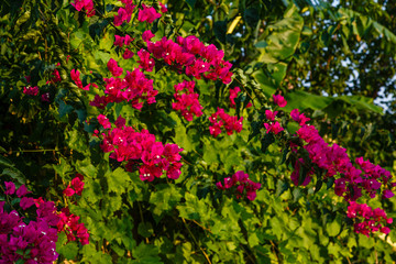 Fototapeta na wymiar Blooming bougainvillea flowers background. Bright pink magenta bougainvillea flowers as a floral background. Bougainvillea flowers texture and background. Close-up view Bougainvillea tree with flowers