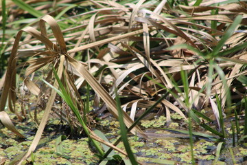 dead leaves with water below