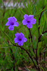 Ruellia brittoniana, Purple Showers, Mexican Petunia or Ruellia Note: 3 ft evergreen shrub. A flower only last 1 day. Grows best in full sun to part shade.