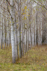 Poplar tree rows, plants planted in square grid at Zlato Pole protected area, Municipality of Dimitrovgrad, Haskovo Province, Bulgaria, selective focus, late autumn, almost leafless