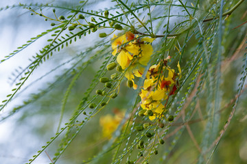 Cercidium: Mexican Palo Verde Tree(Parkinsonia aculeata)This native of the deserts of Arizona is a very drought tolerant tree, great for succulent gardens. tolerant tree, great for succulent gardens.