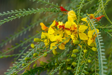 Cercidium: Mexican Palo Verde Tree(Parkinsonia aculeata)This native of the deserts of Arizona is a very drought tolerant tree, great for succulent gardens. tolerant tree, great for succulent gardens.