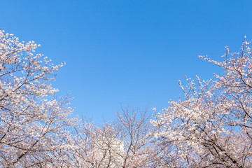 青空を背景に満開の桜の花