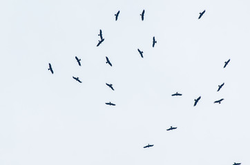 flock of birds flying in the sky