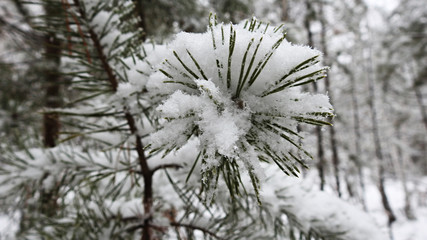 Pine needles in snow