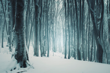 winter forest with frozen trees and mist, snow in woods landscape