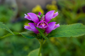Red turtlehead (Chelone obliqua) blooming in a garden. Exotic plants in the garden. Purple flowers.