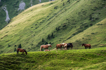 horse herd on misty mountain meadows