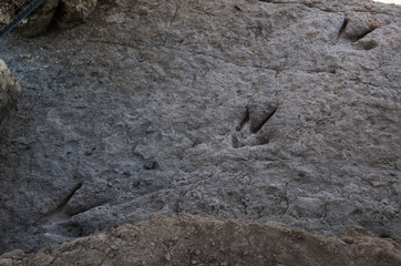 dinosaur footprints in the sand