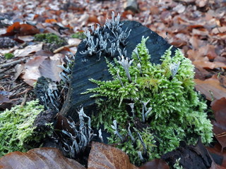moss and lichen on tree stump close up