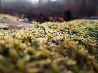 moss in the morning sun close up