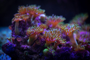 Fototapeta na wymiar Pretty anemones in sea coral reef aquarium motion nature 