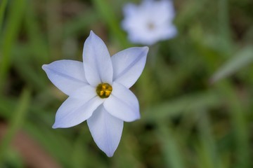 Fototapeta premium 1本のハナニラの花の中をアップ／Spring star