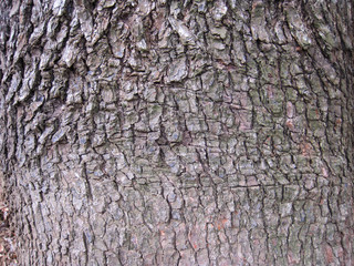 樹皮2