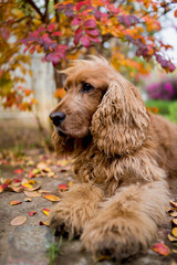 english cocker spaniel autumn leaves
