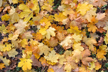 Fallen maple leaves background