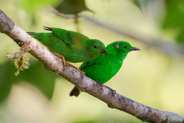 Glistening-green Tanager - Chlorochrysa phoenicotis, beautiful green tanager from western Andean slopes, Amagusa, Ecuador.