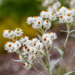 Anaphalis triplinervis Clarke, sort Silberregen in garden