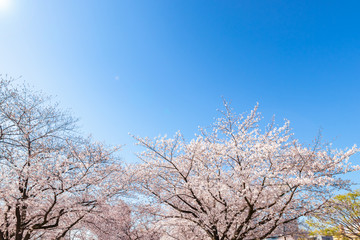 Obraz na płótnie Canvas 青空を背景に満開の桜の花