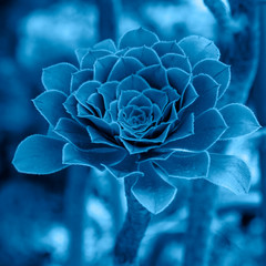 Classic Blue color flower and plant. Classic blue background. Trendy color 2020.
