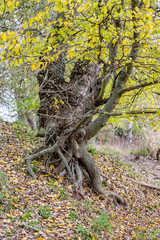 Beautiful old Willow tree and its roots planted in an embankment along the Maritsa River, Dimitrovgrad municipality, Haskovo region, Bulgaria. A gloomy autumn afternoon, beauty in nature