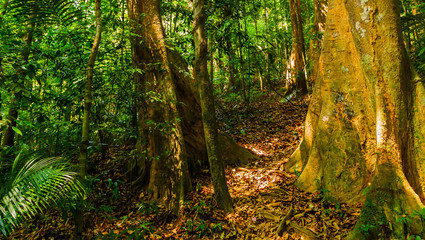 wild rainforest nature