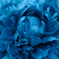 Background of flowers toned in the color of 2020-classic blue