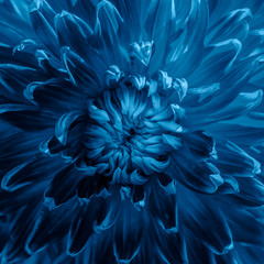 Background of flowers toned in the color of 2020-classic blue